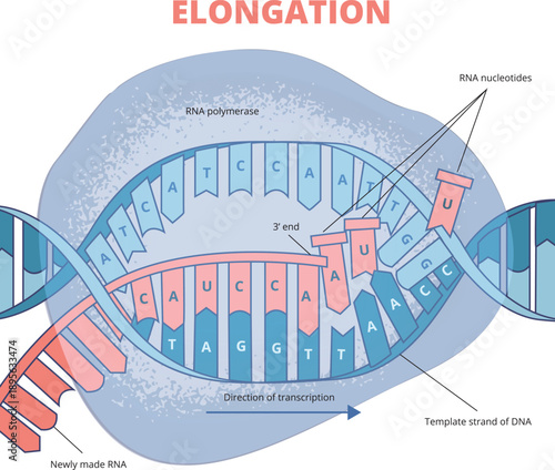 RNA Transcription Elongation Process Diagram Illustration