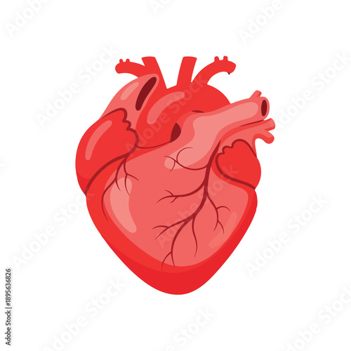 A stylized medical illustration of a human heart in vibrant red