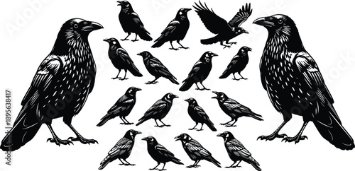 Black and white woodcut style illustration of a large murder of crows and ravens silhouettes in various poses isolated 