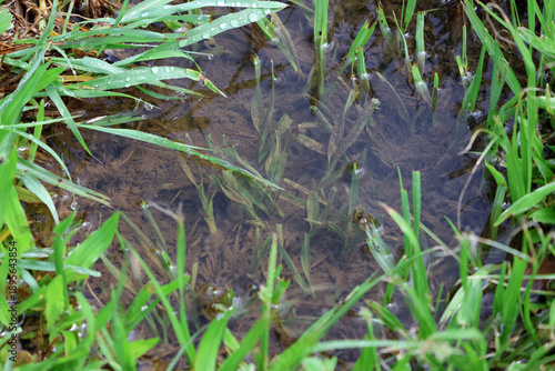 Water-filled hole in the ground after rainfall