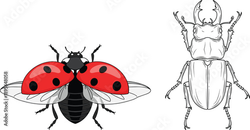 Detailed illustration of a flying ladybug with wings open and a line art stag beetle insect design for educational and scientific use