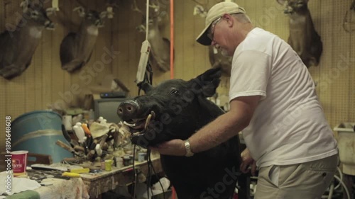 A man works on a taxidermy pig in his workshop. He carefully adjusts the pig s position and checks details on this piece. This activity takes place during the evening hours.