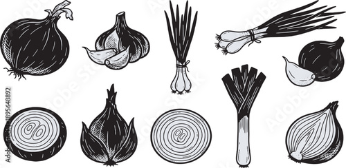 A collection of hand-drawn illustrations of various alliums including onions, garlic, leeks, and scallions, presented in a black and white sketch style.