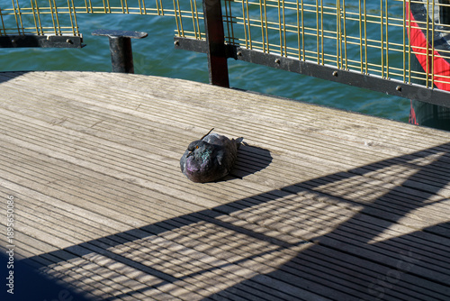 Fotografie Pidgeon on dock in paris basking in the sun