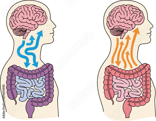Gut brain connection illustration showing digestive system communication pathways, microbiome influence on mental health, anatomical diagram with arrows, medical educational graphic