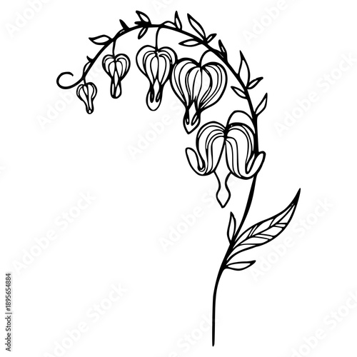 elegant botanical bleeding heart branch outline for wedding design