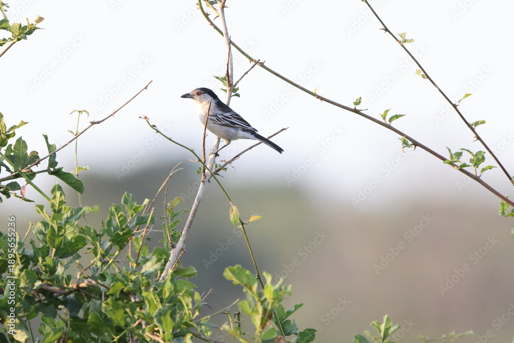 Naklejka premium The black-backed puffback (Dryoscopus cubla) is a species of passerine bird in the family Malaconotidae. This photo was taken in Kurger National Park, South Africa.