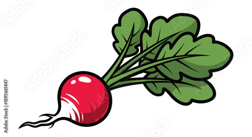 Illustration of a fresh radish with green leaves on a white background