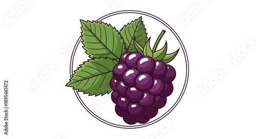 Illustration of a bunch of ripe purple blackberries with green leaves and a circular background