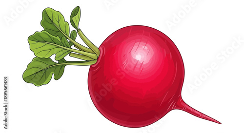 Illustration of a fresh red radish with green leaves on a white background