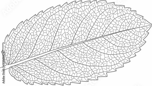 Detailed illustration of a leaf skeleton with intricate vein structure