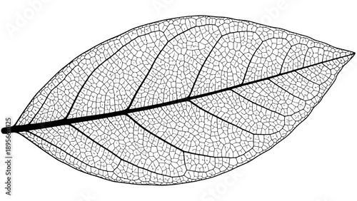 Detailed illustration of a leaf structure