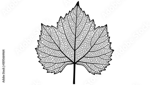 Detailed illustration of a leaf with intricate veins