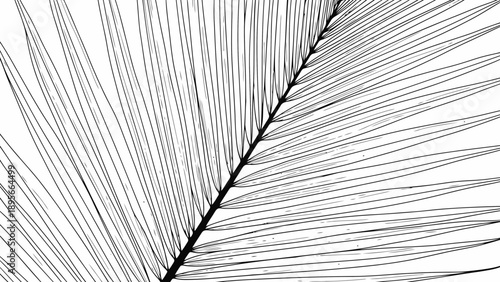 Detailed illustration of a single feather on white background