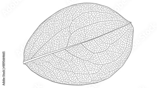 Detailed illustration of a leaf with visible veins