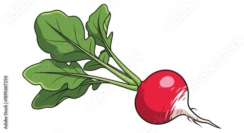 illustration of a fresh radish with green leaves and detailed roots on a white background