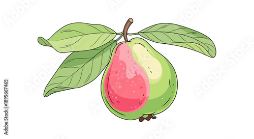 Digital illustration of a ripe green and pink pear hanging from a branch with leaves on a white