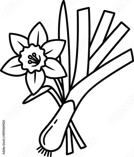 Simple line drawing of daffodil flower