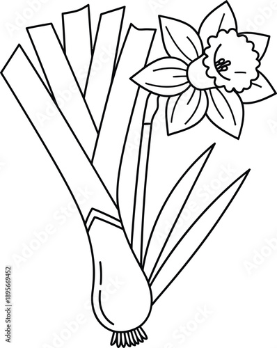 Simple line drawing of daffodil flower with leaves