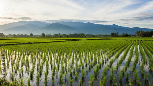 Fertile Rice Plantation with Mountain Background