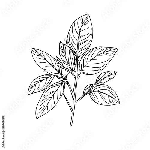 Minimalist Single Line Art Drawing of a Fresh Basil Sprig on White: Simple Culinary Herb Illustration for Recipes & Branding