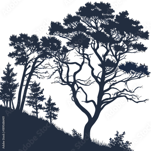 Silhouette of trees on hillside