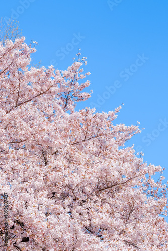 Bild auf Leinwand 桜　青空　春