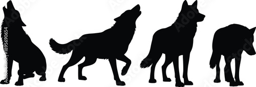 Silhouette of wolf in different poses isolated on white background, black wildlife illustration showing animal behavior, nature, forest and predator concept