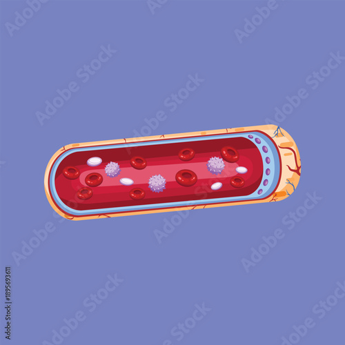 A medical illustration of a blood vessel containing red blood cells used for health education and biological concepts.