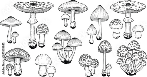 Vector, set, of, hand, drawn, mushroom, sketches, including, various, edible, and, wild, fungi, species, for, botanical, nature, food, and, organic, product, designs