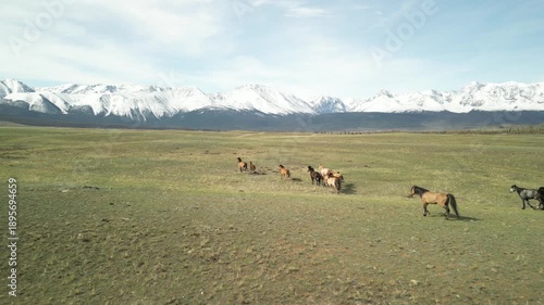Raw, low-altitude drone footage flies over a spring steppe, chasing from behind as grazing horses run forward. Partially snow-dusted high mountains form the backdrop.