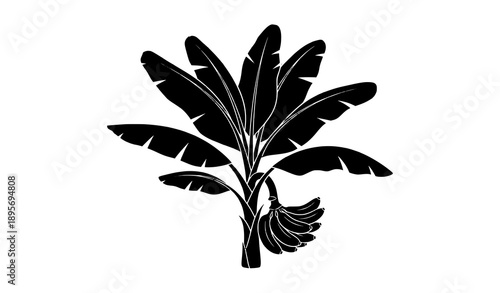 Tropical banana plant black silhouette vector icon isolated on transparent background