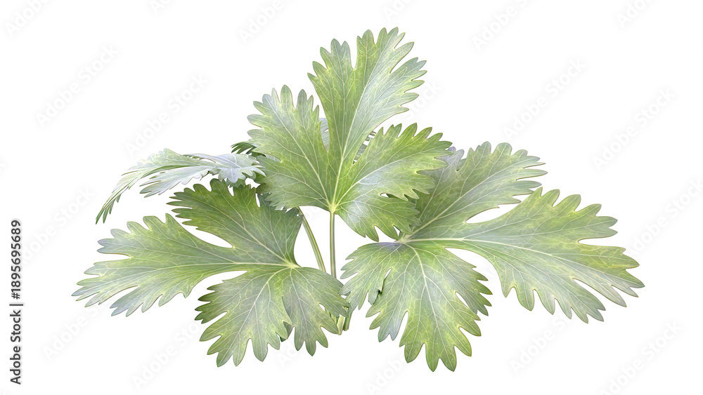 Fototapeta premium Green Parsley Leaves
