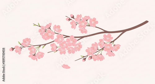 Delicate cherry blossom branch with pink flowers and petals on white background