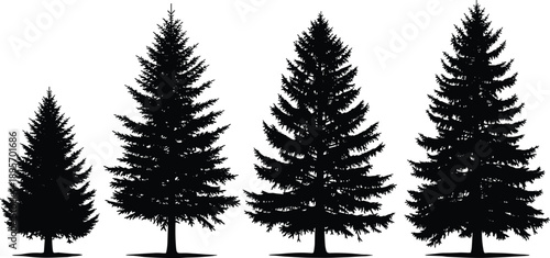 Pine tree silhouette collection showing evergreen conifer forest trees in different sizes isolated on white background for nature landscape winter and forestry design projects