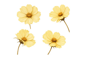 Yellow cosmos flowers blooming, featuring delicate petals and a vibrant center, isolated on a transparent background