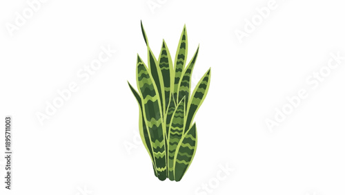 Green snake plant with upright variegated leaves on white background.