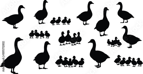 Silhouette illustration of adult ducks with ducklings in family groups, wildlife artwork, nature design, educational biological concept