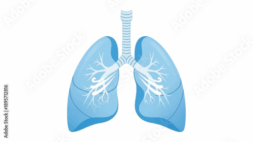 Illustration of human lungs anatomy showing bronchial tree and airways in blue.