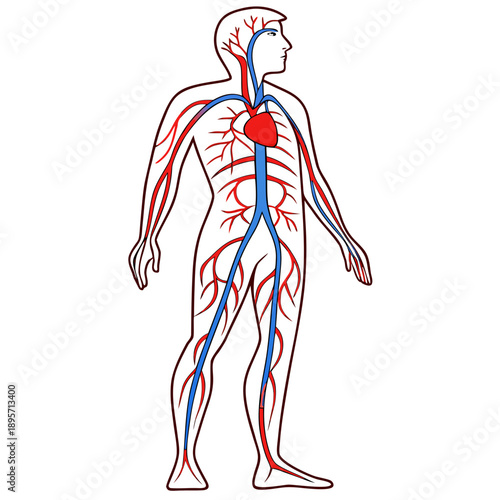 Clear vector illustration of the human blood circulation system, depicting arteries and veins for educational and medical purposes.