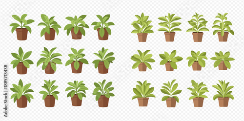 Set of various green potted houseplants, vector illustration of indoor plants in brown pots.
