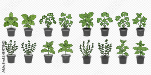 Collection of various potted herbs including basil, parsley, oregano, and mint, perfect for culinary use and gardening.