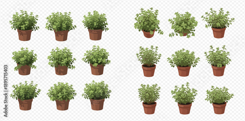 Collection of fresh green herbs in terracotta pots, isolated on a white background, perfect for culinary and gardening designs.