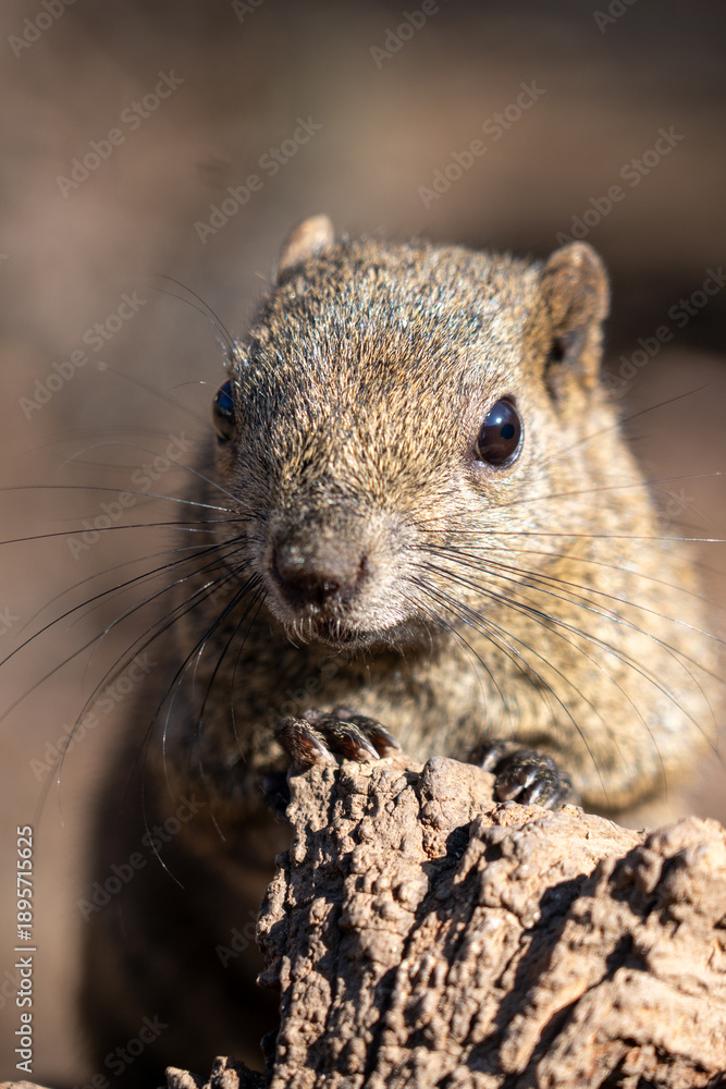 Obraz premium squirrel