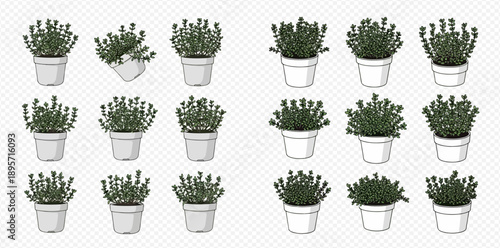 Set of potted thyme plants in various styles for culinary and decorative use.