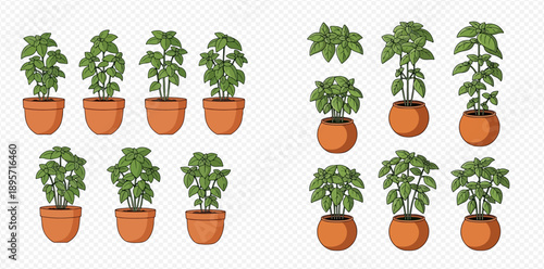 Set of basil plants in pots, showing different growth stages and variations, on a transparent background.