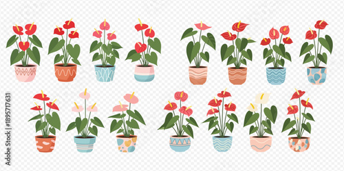 Collection of various anthurium plants in decorative pots, perfect for home decor and botanical illustrations.