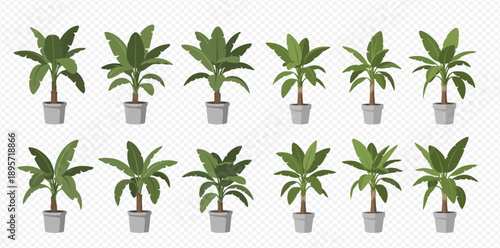 Set of potted banana trees with green leaves, tropical plants in pots, houseplant collection.