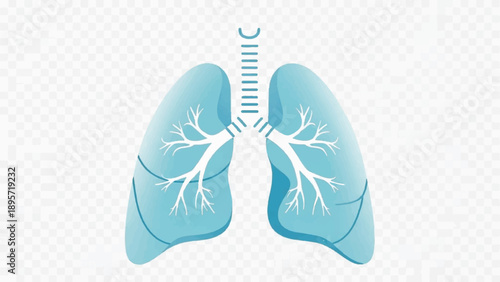Illustration of Human Lungs Highlighting Bronchial Tree and Vascular Structure.