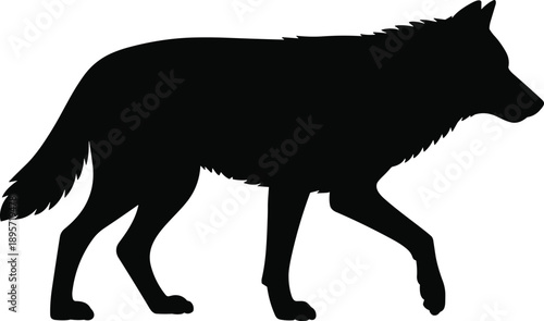Wolf walking silhouette isolated on white background showing wild animal profile for wildlife nature illustration design artwork and predator concept